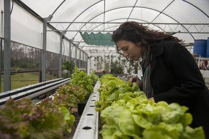 Las lechugas enormes y carnosas del vivero Villa Mónica
