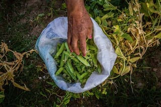 Legumbres: la nutrición se anota un poroto