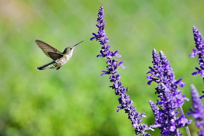 Las lenguas largas y especializadas de los colibríes pueden extenderse hasta el doble de la longitud de su pico y les permiten alimentarse de las flores más profundas.