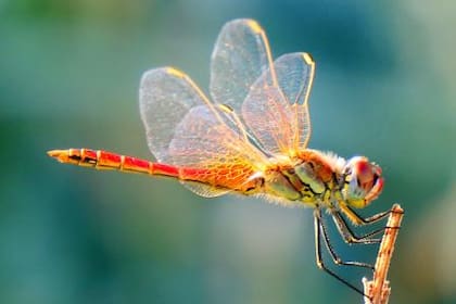 ¿Las libélulas pican o muerden?