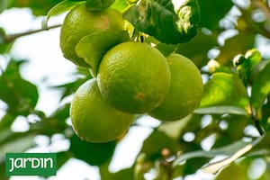 Las limas, cada vez más presentes en la gastronomía y los jardines argentinos