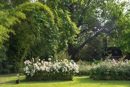 Las líneas rectas se lucen en los canteros, de corte clásico. Contienen rosales ‘Elina’ y ‘Kent’ contenidos por buxus.