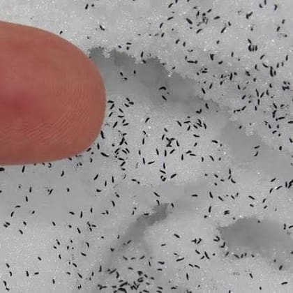 Las llamadas "pulgas de nieve" resaltan sobre el blanco de la nieve luego de las heladas que sufrió Texas