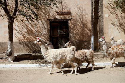 Las llamas caminan orondas por las calles de Santa Catalina.