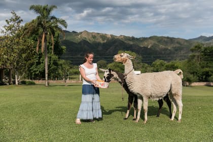 Las llamas pastan en el parque de la finca y suelen acercarse hasta la galería de la casa.