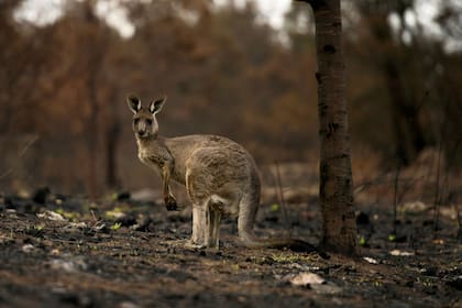 Las llamas provocaron la muerte de más de mil millones de animales en la isla