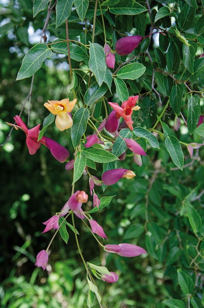 Las llamativas flores de Dolichandra cynanchoides atraen una fauna diversa de polinizadores