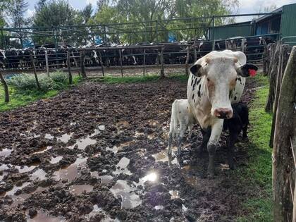 “Seguirá la sangría”: preocupación por una espectacular caída de producción de leche en una provincia 10 Las lluvias afectaron a la actividad