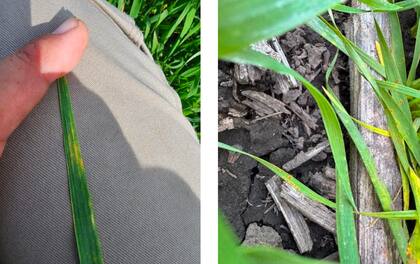 Las lluvias de julio, agosto y septiembre marcó un retraso en algunas labores, como la segunda fertilización nitrogenada y aplicaciones de postemergentes, pero lo más importante es el desarrollo de enfermedades foliares