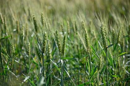 Las lluvias le dieron un envió al trigo