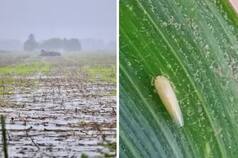 Preocupación por la demora en una cosecha clave y un pronóstico que no ayuda