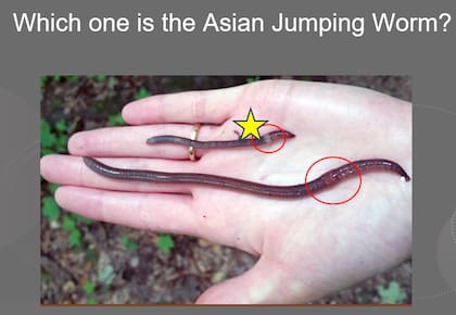 Las lombrices saltarinas tienen una banda distintiva y prominente alrededor del cuerpo