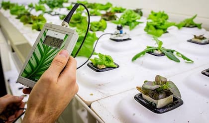 Las luces LED de distintos colores permiten moldear qué compuestos produce la planta.