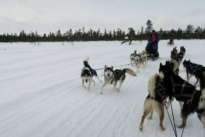 Huskies lapones: genes de lobo, personalidad de velocista.