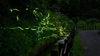 Las luciérnagas fueron estudiadas desde la Antigüedad