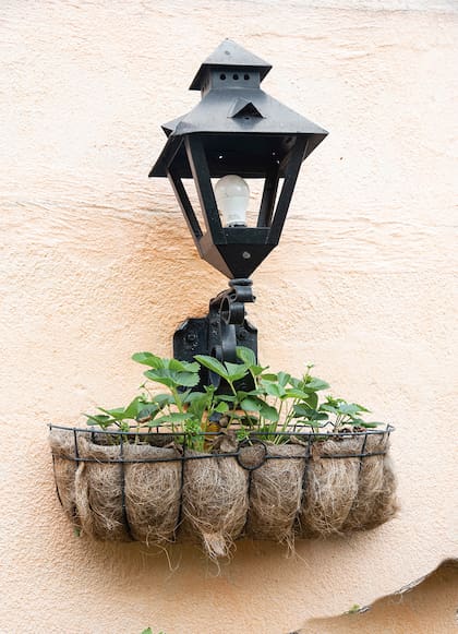 Las macetas colgantes permiten aprovechar espacios de luz en las paredes