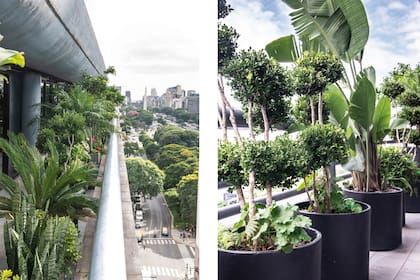 Las macetas de negro unifican la estética, mientras los Buxus sempervirens, podados en forma de bola, "cosen" todo el espacio.