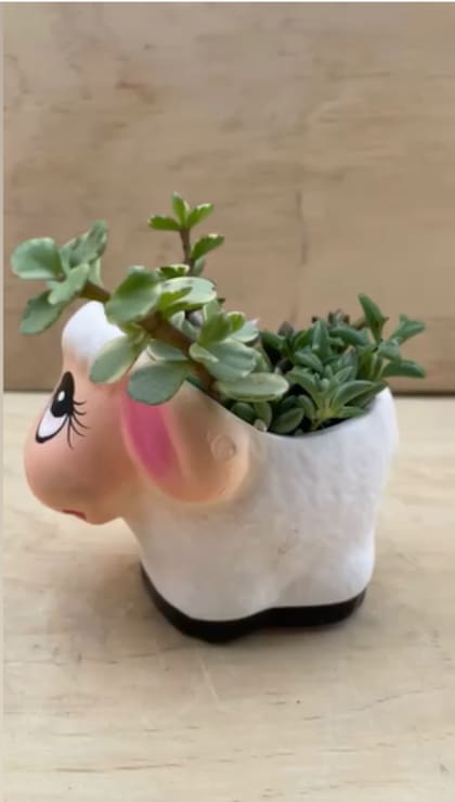 Las macetas en forma de borreguito de la abundancia también son comunes y tienen como objetivo atraer riqueza (Facebook/FoliAmor Arreglos de planta suculentas y cactus)