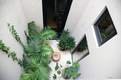 Las macetas negras se ubicaron en las esquinas para llenar los ángulos (siguiendo lineamientos del feng shui) y también para ver verde desde la escalera y el estar, con Yucca elephantipes y Alocasia sp.