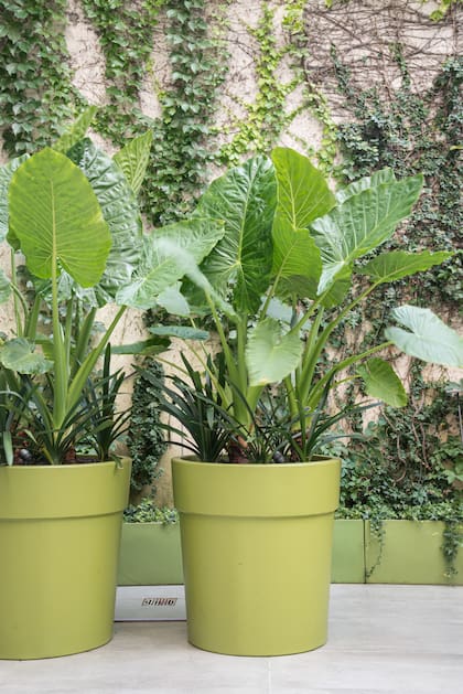 Las macetas profundas permiten el mejor desarrollo de las raíces