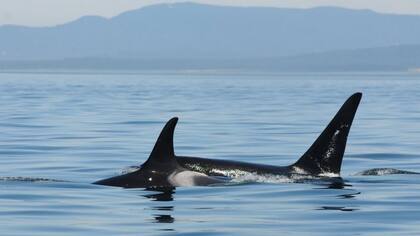 Las madres y los hijos macho pasan tiempo juntos con frecuencia