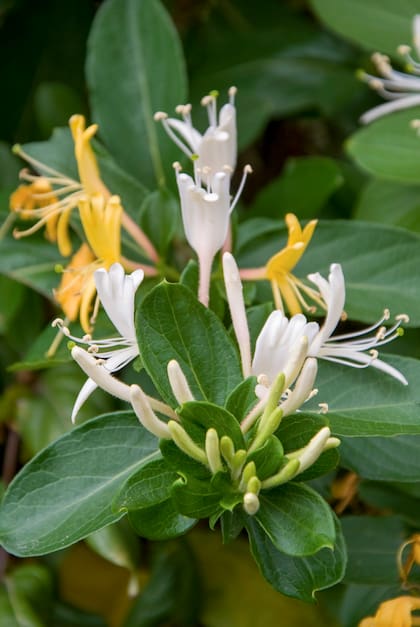 Las madreselvas son perfectas para cubrir muros, alambrados o pérgolas