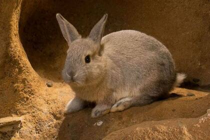 Las madrigueras de los conejos producen "hundimientos y derrumbes" que ponen en riesgo las infraestructuras edilicias