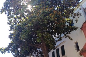 La historia detrás de los árboles más antiguos de Buenos Aires