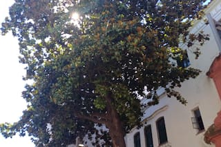 La historia detrás de los árboles más antiguos de Buenos Aires