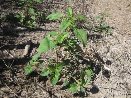 Las malezas resistentes, como el yuyo colorado, se expanden en la pampa húmeda