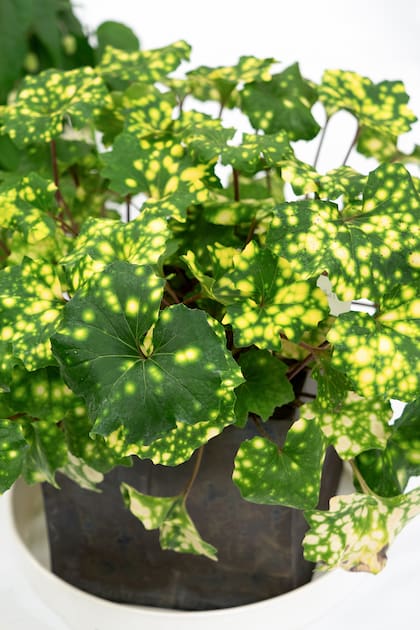 Las manchas amarillas son genéticas, no virales. No representan enfermedad