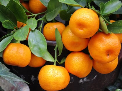 Las mandarina representan la prosperidad, abundancia y buena energía en el Feng Shui. (PIXABAY)
