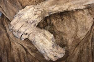 Encuentran a tres descendientes vivos de una antigua momia, uno de ellos famoso