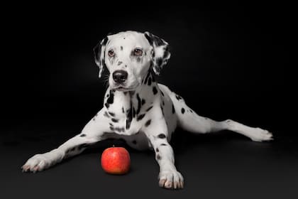 Las manzanas son grandes snacks saludables, especialmente en perros mayores