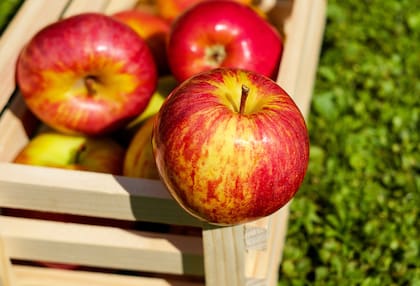 Las manzanas son “ricas en fibra, que promueve movimientos intestinales saludables y puede reducir la exposición del colon a carcinógenos”, además de que “contienen polifenoles, que tienen efectos antioxidantes y antiinflamatorios”.