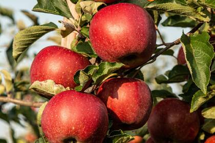 Las manzanas son una buena fuente de fibra soluble