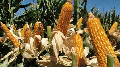 Las máquinas comienzan la puesta a punto para la cosecha de maíz