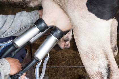 La máquina que le robaron al productor es de dos bajadas, para dos vacas y es portátil