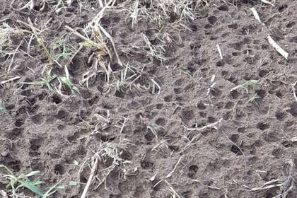 Las marcas de la piedra en un lote en la zona de Speluzzi, al norte de General Pico