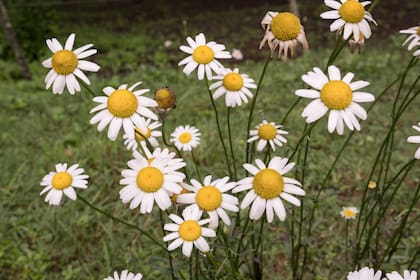 Las margaritas crecen silvestres en Villa Berna.