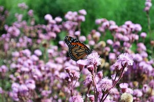 10 plantas para llenar tu jardín de mariposas