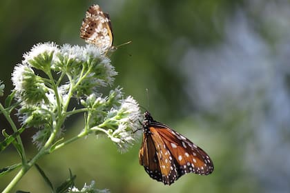 Las mariposas adultas y sus orugas se alimentan de diferentes plantas. Es aconsejable averiguar de qué mariposa se trata para sumar las plantas que necesita.
