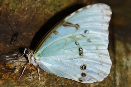 Las mariposas bandera argentina de adulto alcanzan de 9 a 11 centímetros 
