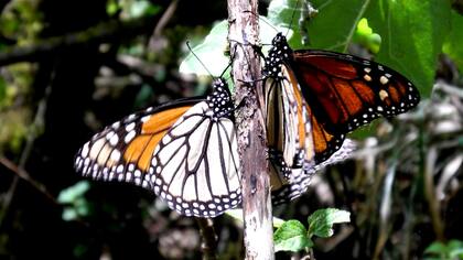 Las mariposas monarca recorren 4000 kilómetros entre Canadá y México para buscar dónde hibernar