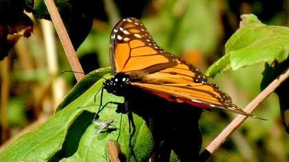 Las mariposas monarca recorren 4000 kilómetros entre Canadá y México para buscar dónde hibernar