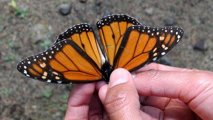 Las mariposas monarca recorren 4000 kilómetros entre Canadá y México para buscar dónde hibernar