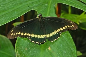 Qué son las mariposas negras y qué significado tiene su aparición