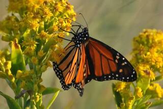 Cómo armar un jardín que atraiga colibríes y mariposas con plantas que se venden en un vivero