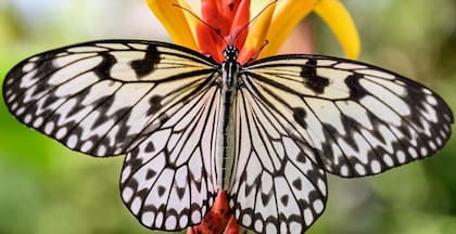 Las mariposas se vinculan a los cambios y lo efímero