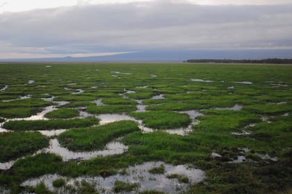 Las marismas son una fuente alimenticia fundamental